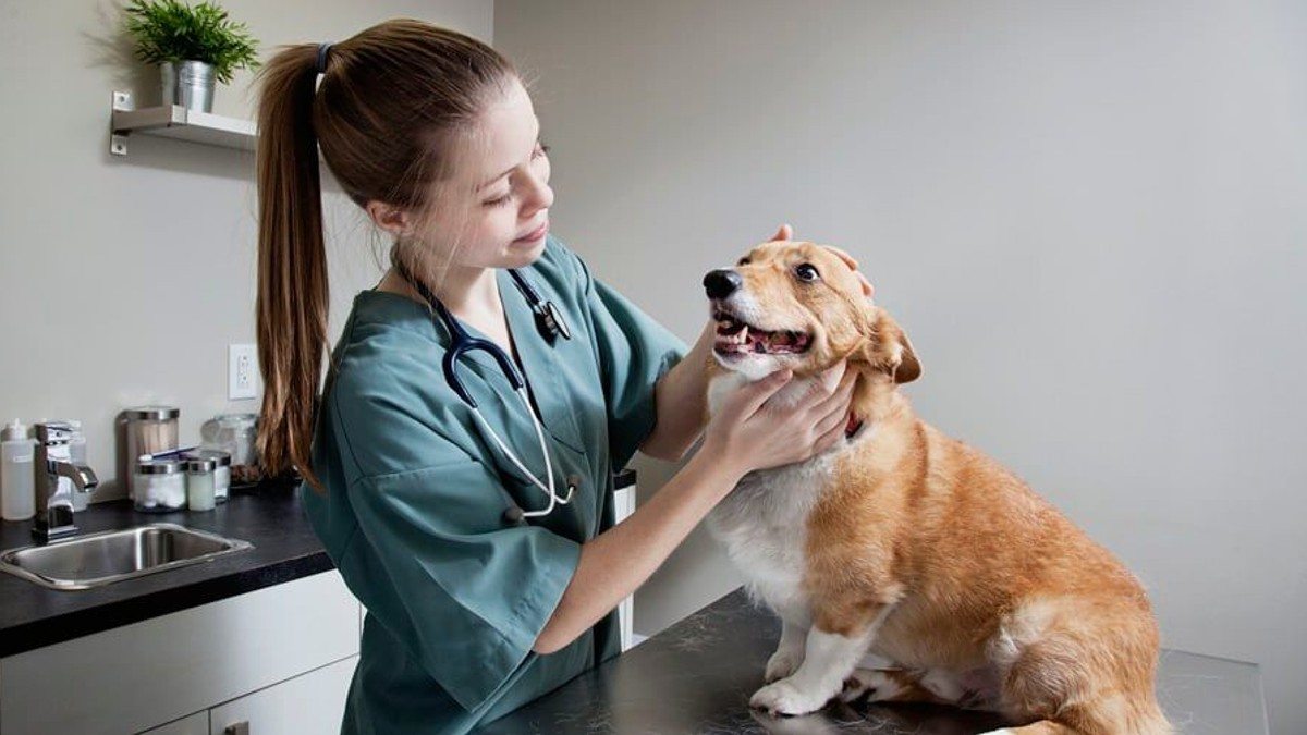 veterinária examinando um cachorro