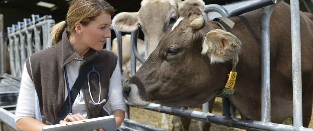 Zootecnista examinando uma vaca