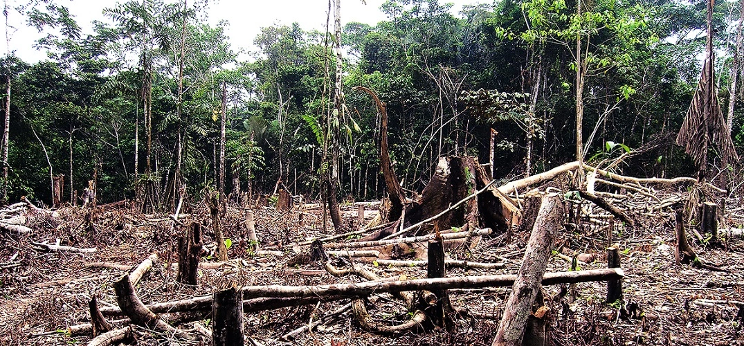 foto de árvores cortadas na amazonia