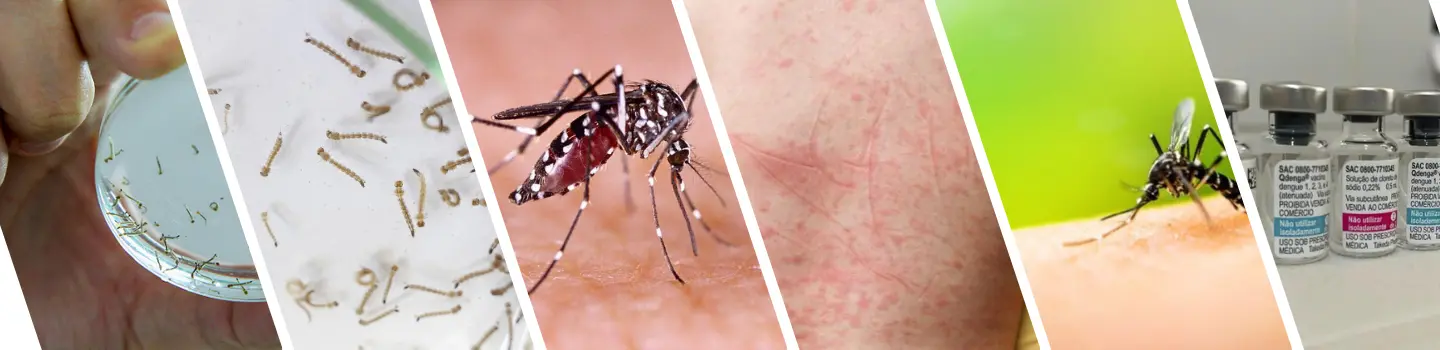 imagens relacionadas a dengue e o mosquito da dengue